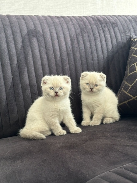 Scottish Fold, Kedi  İsim yok fotoğrafı