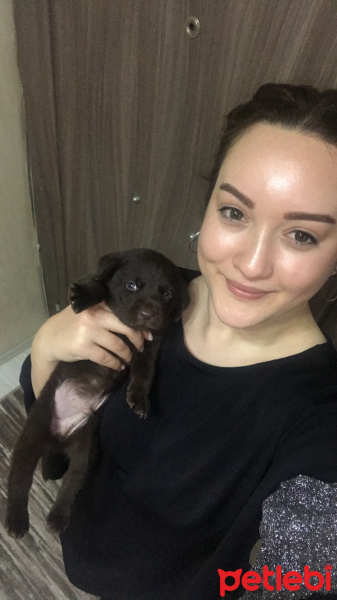 Labrador Retriever, Köpek  Oscar  fotoğrafı