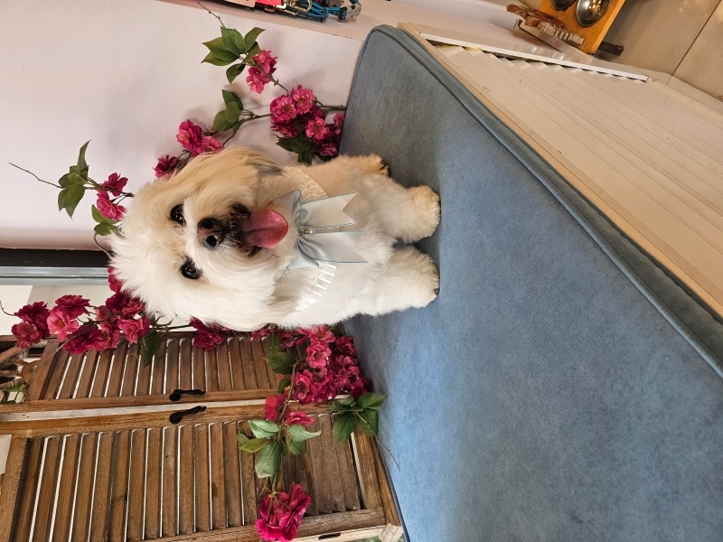 Maltese, Köpek  Lucky fotoğrafı