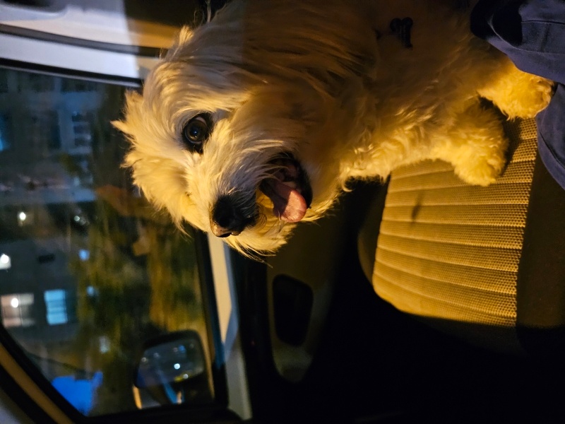 Maltese, Köpek  Lucky fotoğrafı