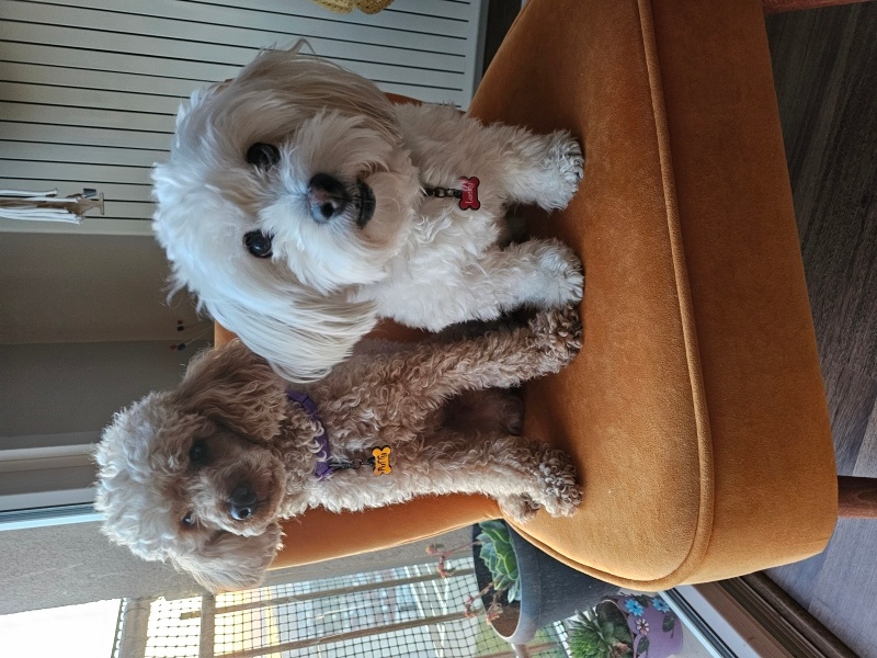 Maltese, Köpek  Lucky fotoğrafı