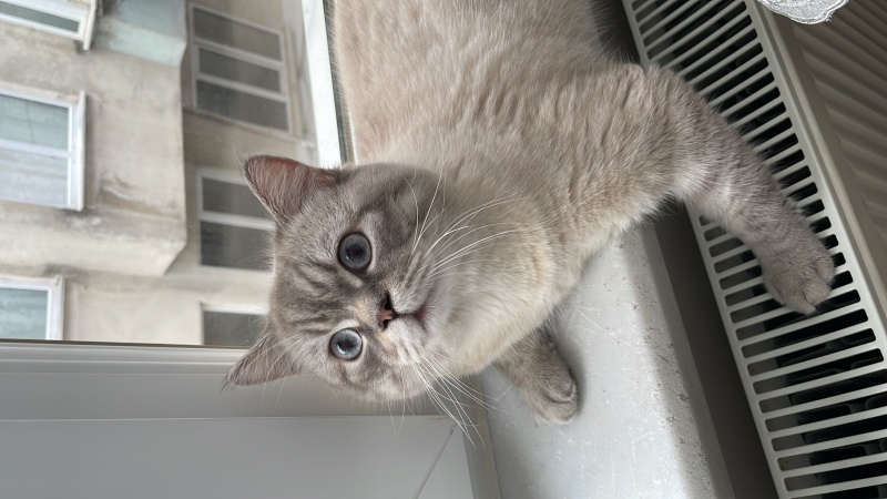 British Shorthair, Kedi  Behlül fotoğrafı