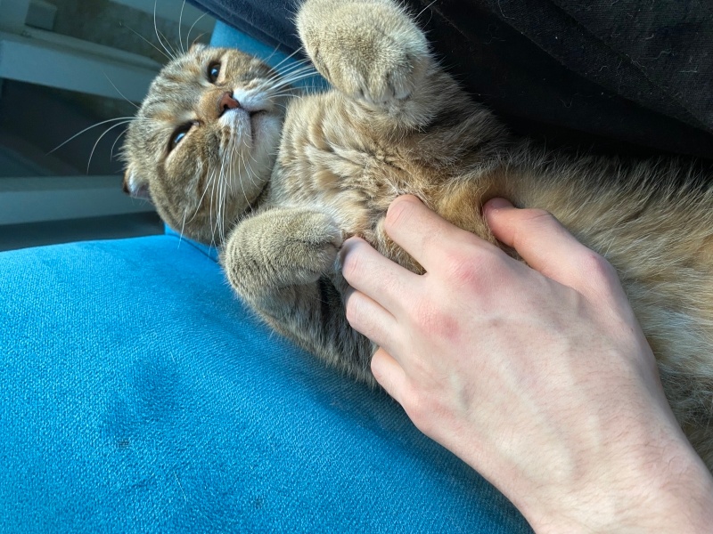 Tekir Kedi, Kedi  Teo fotoğrafı