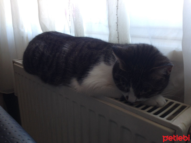 Tekir Kedi, Kedi  Şanslı fotoğrafı