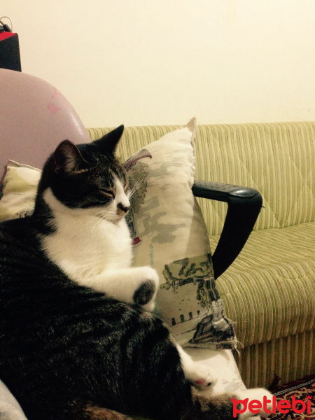 Tekir Kedi, Kedi  Şanslı fotoğrafı
