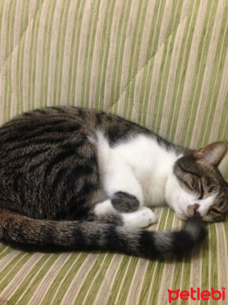 Tekir Kedi, Kedi  Şanslı fotoğrafı