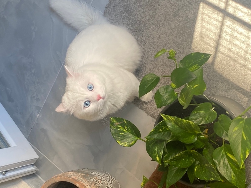 Chinchilla, Kedi  Arcus fotoğrafı