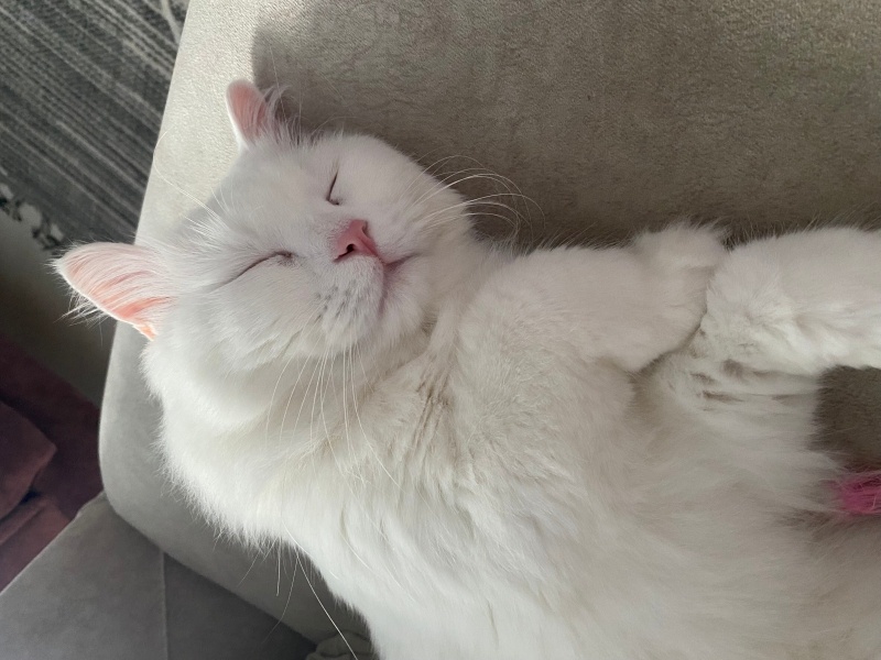 Chinchilla, Kedi  Arcus fotoğrafı