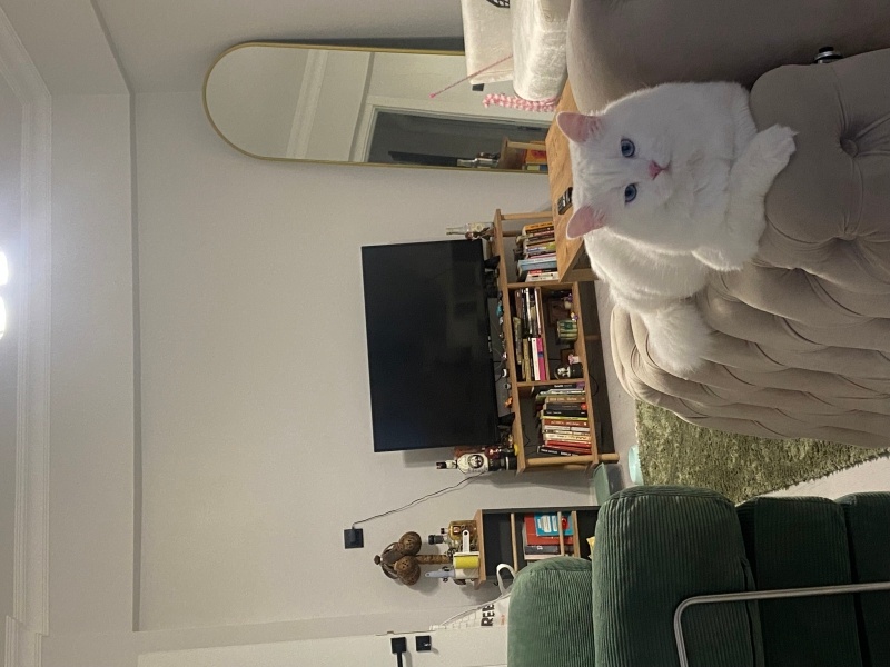 Chinchilla, Kedi  Arcus fotoğrafı