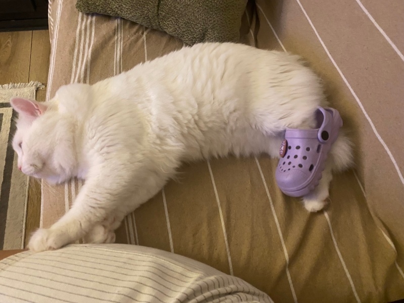 Chinchilla, Kedi  Arcus fotoğrafı