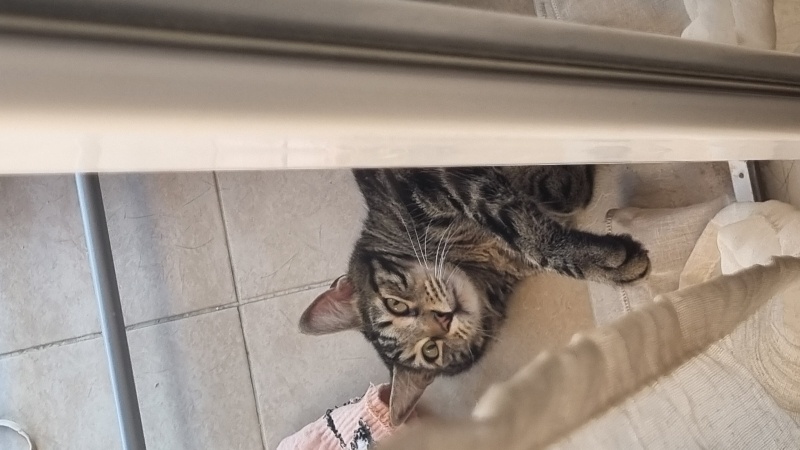 Tekir Kedi, Kedi  Bento fotoğrafı