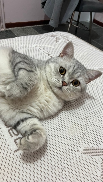 British Shorthair, Kedi  Monkey fotoğrafı