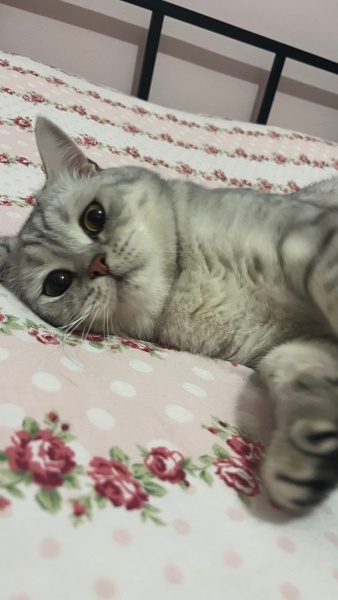 British Shorthair, Kedi  Monkey fotoğrafı