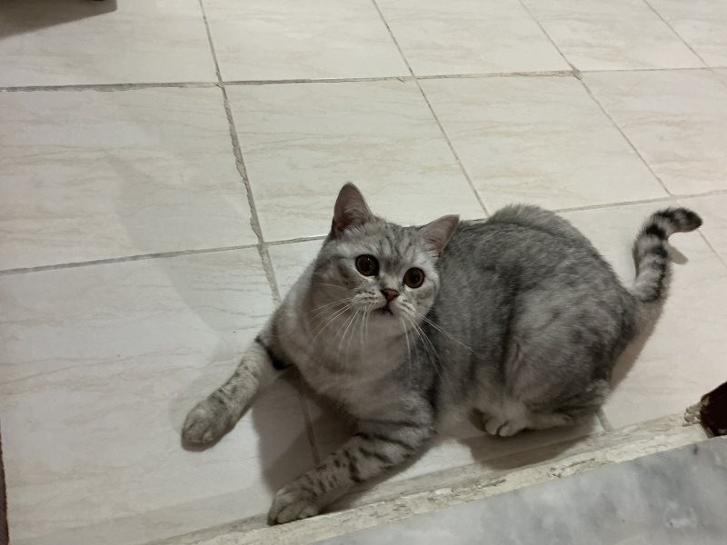 British Shorthair, Kedi  Monkey fotoğrafı