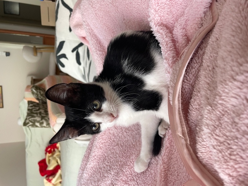 Tuxedo (Smokin) Kedi, Kedi  Sansa fotoğrafı