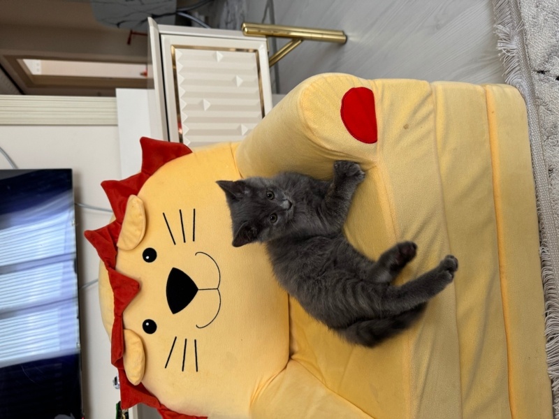 British Shorthair, Kedi  Kakao fotoğrafı