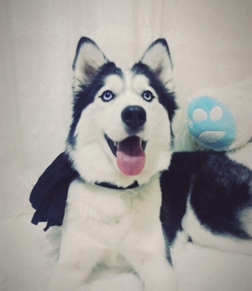 Sibirya Kurdu (Husky), Köpek  pera fotoğrafı