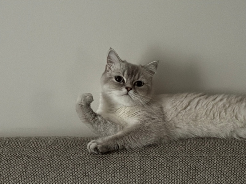 British Shorthair, Kedi  Mia fotoğrafı