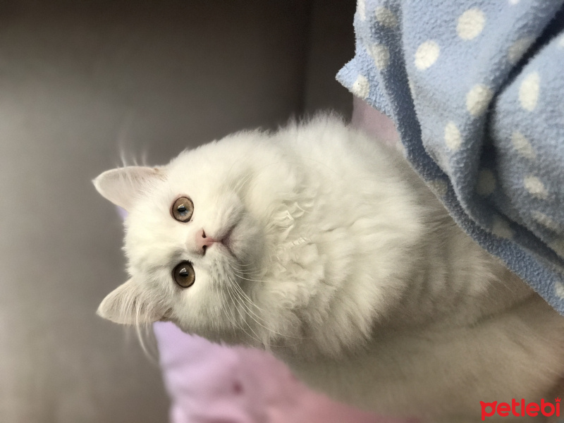 Chinchilla, Kedi  Sütlaç fotoğrafı