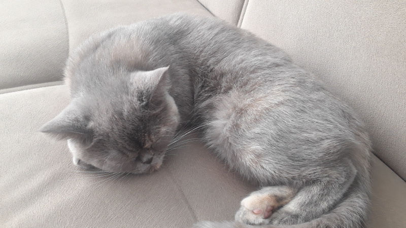 British Shorthair, Kedi  Minnoş fotoğrafı
