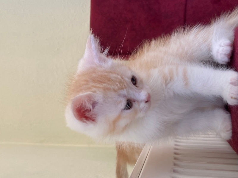 British Shorthair, Kedi  Kuki fotoğrafı