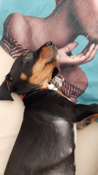 Alman Av Terrieri, Köpek  Hera fotoğrafı