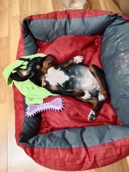 Alman Av Terrieri, Köpek  Hera fotoğrafı