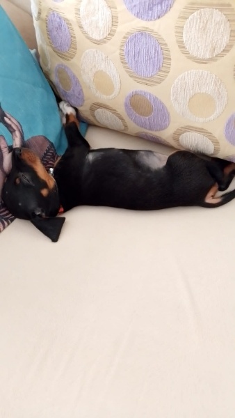Alman Av Terrieri, Köpek  Hera fotoğrafı