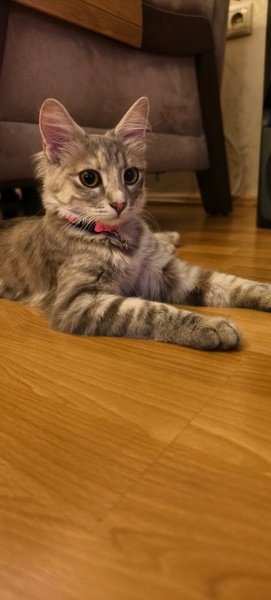 Norwegian Forest, Kedi  Mia fotoğrafı