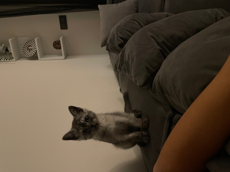 British Shorthair, Kedi  Riço fotoğrafı