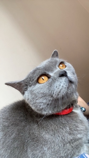 British Longhair, Kedi  ücretsiz sahiplendirilecektir fotoğrafı