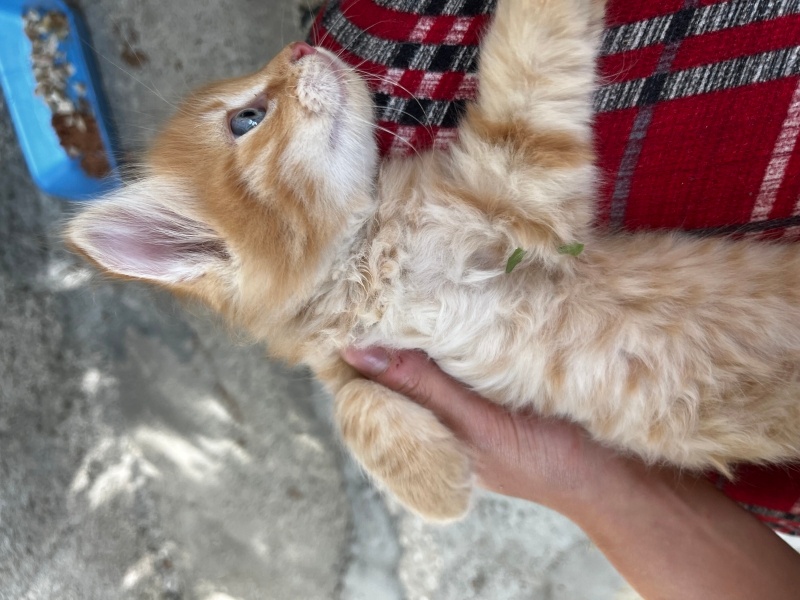 Tekir Kedi, Kedi  Maviş ve şeker fotoğrafı