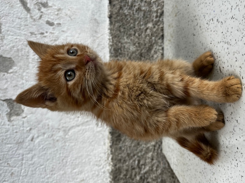Tekir Kedi, Kedi  Maviş ve şeker fotoğrafı