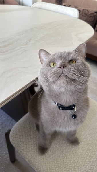 British Shorthair, Kedi  Duman fotoğrafı