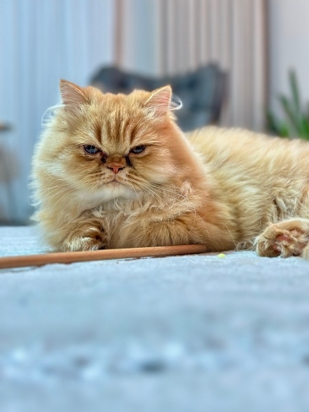 İran Kedisi (Persian), Kedi  Balım fotoğrafı