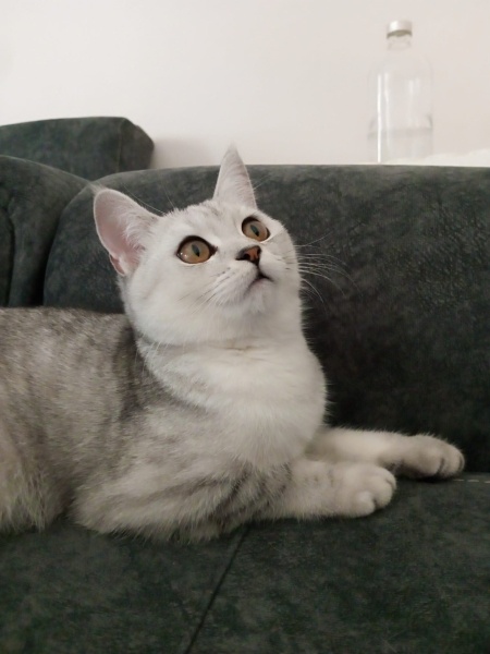 British Shorthair, Kedi  Nova fotoğrafı