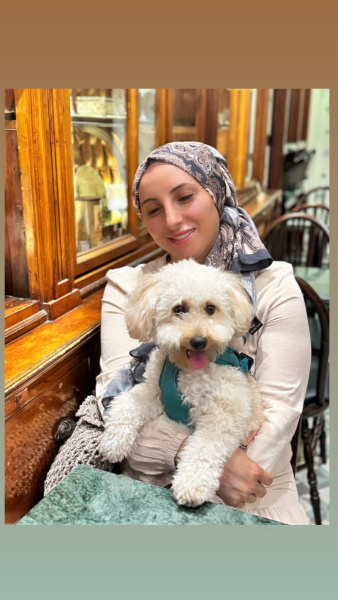 Maltese, Köpek  Tarçın fotoğrafı