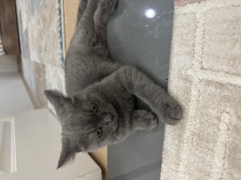 British Shorthair, Kedi  mia fotoğrafı