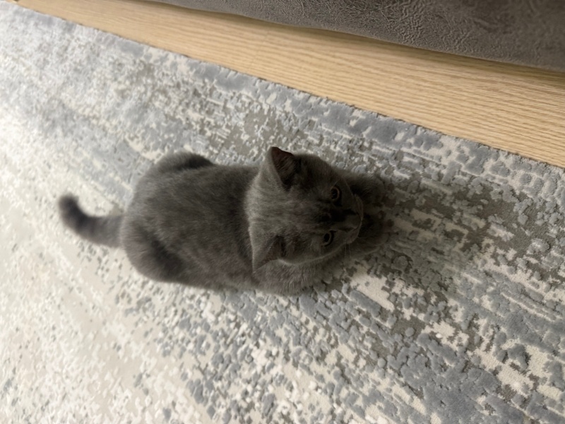 British Shorthair, Kedi  mia fotoğrafı
