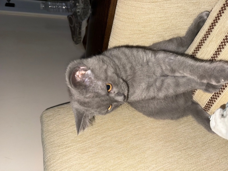 British Shorthair, Kedi  mia fotoğrafı
