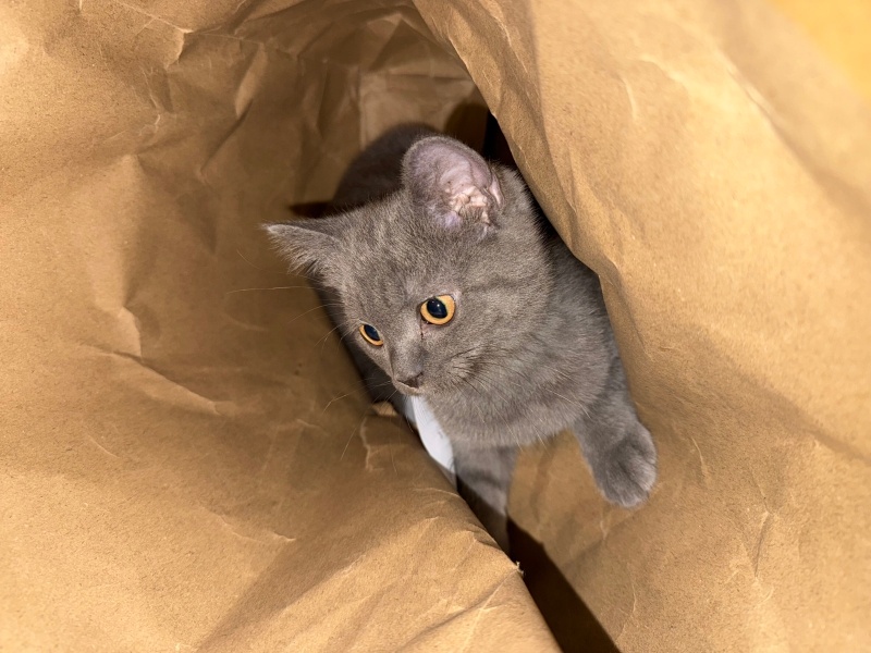 British Shorthair, Kedi  mia fotoğrafı