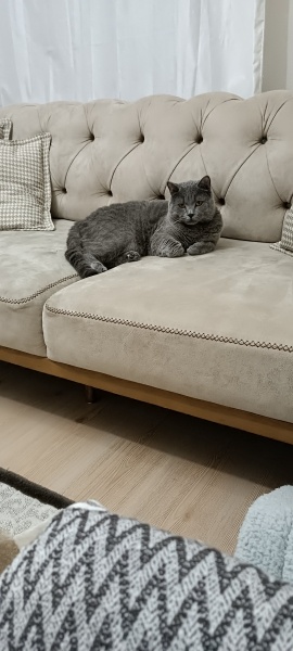 British Shorthair, Kedi  Muhtar fotoğrafı