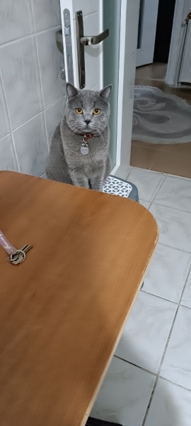 British Shorthair, Kedi  Muhtar fotoğrafı