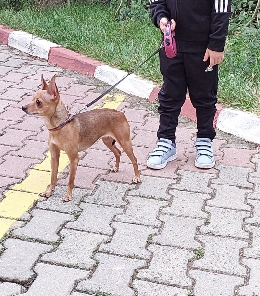 Minyatür Pinscher, Köpek  Balot fotoğrafı