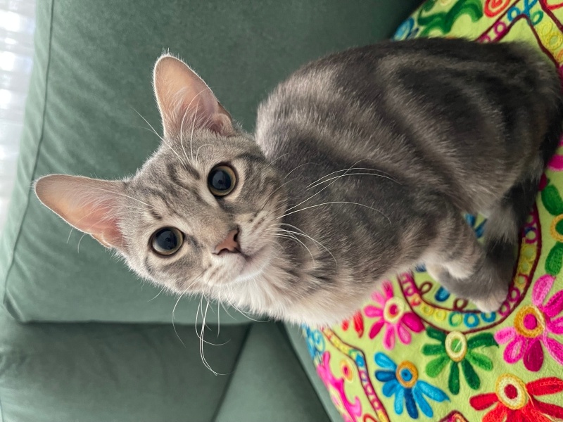 Tekir Kedi, Kedi  Gölge fotoğrafı