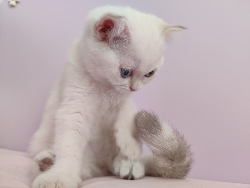 British Shorthair, Kedi  Peri fotoğrafı