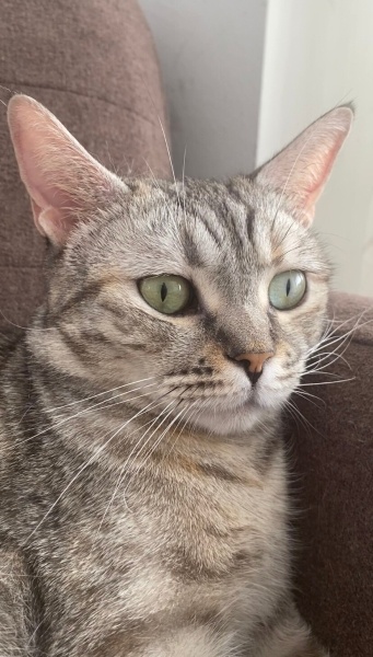 British Shorthair, Kedi  Şeker fotoğrafı