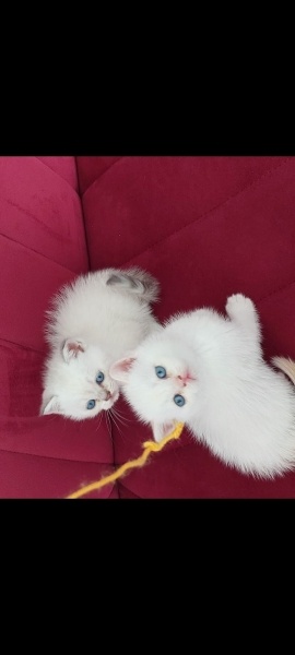 British Shorthair, Kedi  British shorthair mavi gözlü fotoğrafı