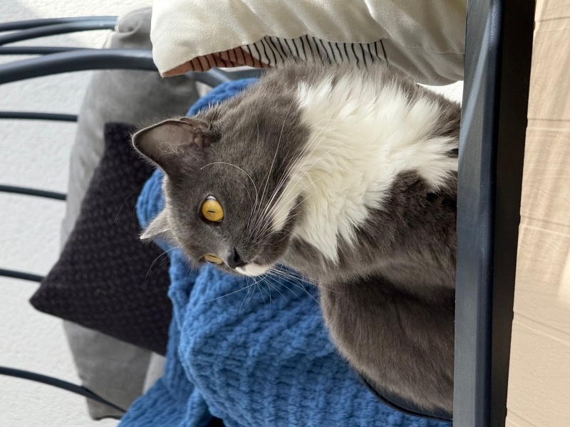 Tuxedo (Smokin) Kedi, Kedi  HUSHHUSH fotoğrafı