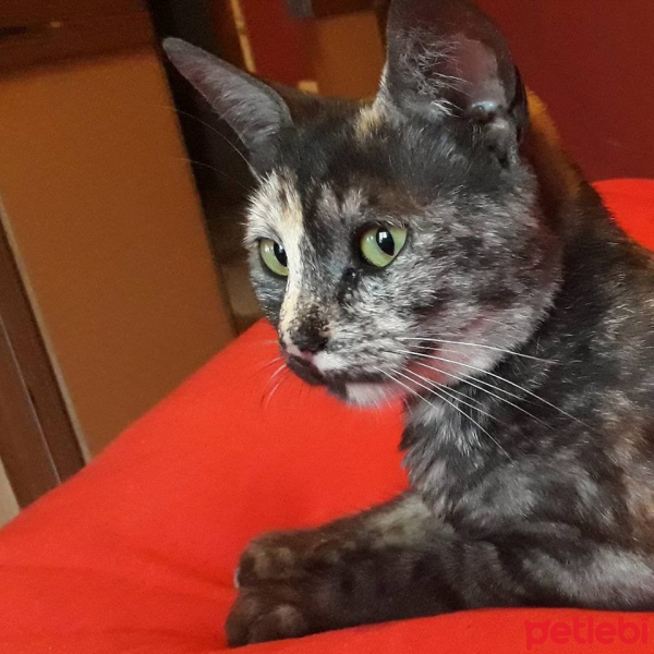 Tekir Kedi, Kedi  Kaşmir fotoğrafı